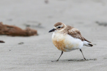 New Zealand Endemic Dotterel