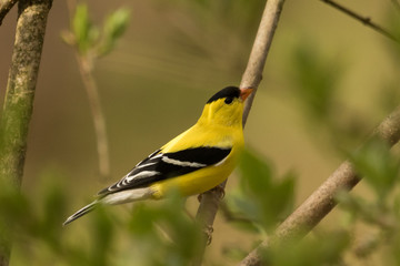 American Goldfinch in Pennslyvania