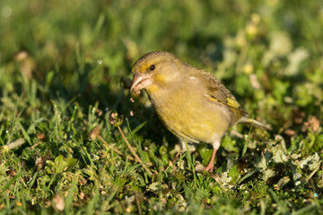 Greenfinch in New Zealand