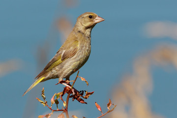 Greenfinch in New Zealand