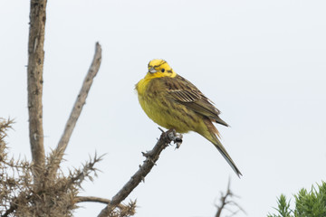 Yellowhammer in New Zealand