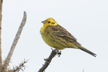 Yellowhammer in New Zealand