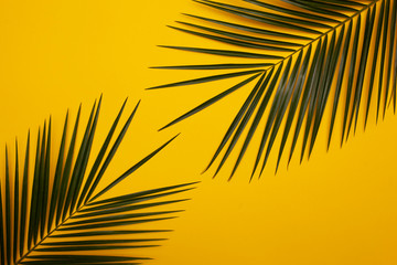 Palm leaf on yellow background