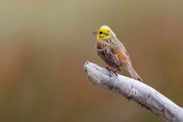 Obraz premium Yellowhammer in New Zealand