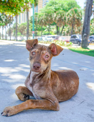 A Stray Dog in Santo Domingo, Dominican Republic.
