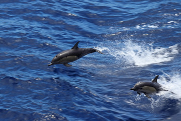 Dolphin swimming in the ocean. Common dolphin Delphinus delphis in natural habitat. Marine mammal in Norht Pacific ocean.