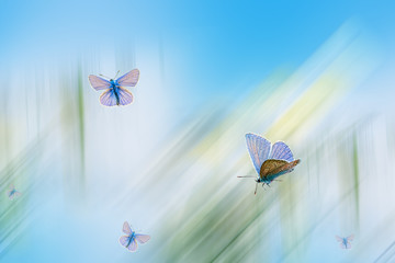 Abstract pastel light color background with blue butterflies, soft lines for design, Wallpaper