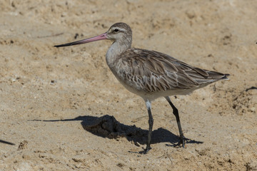 Bar Tailed Godwit in Australasia