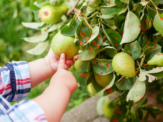 child touches a pear with his hand