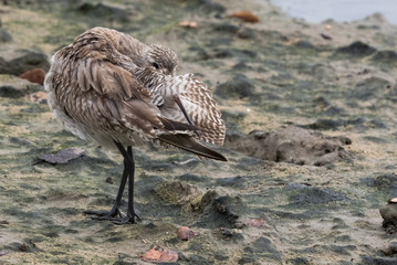 Bar Tailed Godwit in Australasia