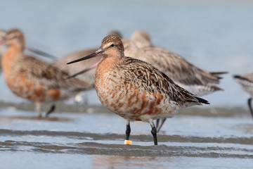 Bar Tailed Godwit in Australasia