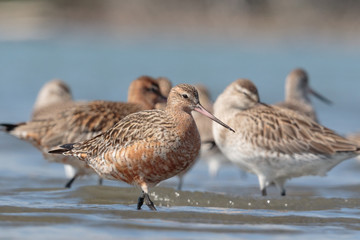 Bar Tailed Godwit in Australasia