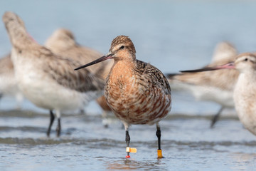 Bar Tailed Godwit in Australasia