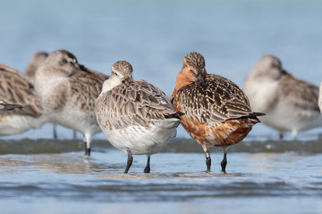 Bar Tailed Godwit in Australasia