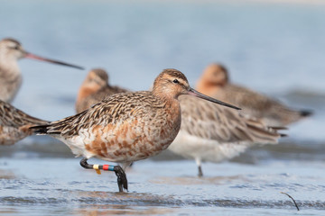 Bar Tailed Godwit in Australasia