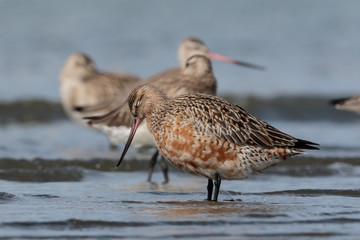 Bar Tailed Godwit in Australasia