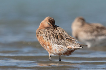 Bar Tailed Godwit in Australasia