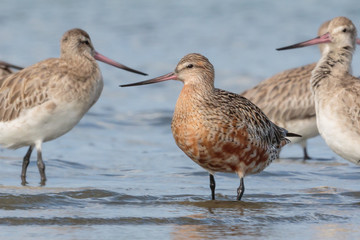 Bar Tailed Godwit in Australasia