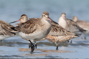 Bar Tailed Godwit in Australasia