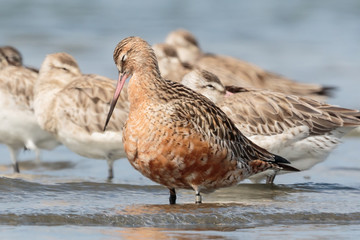 Bar Tailed Godwit in Australasia