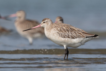 Bar Tailed Godwit in Australasia