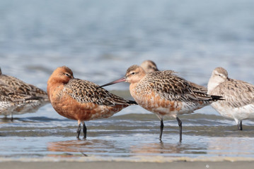 Bar Tailed Godwit in Australasia