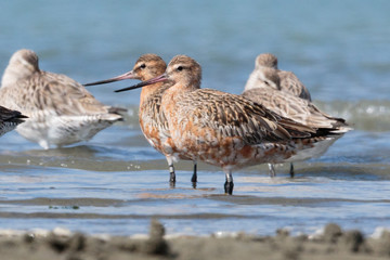 Bar Tailed Godwit in Australasia