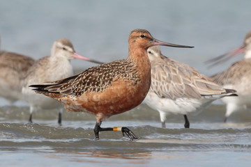 Bar Tailed Godwit in Australasia