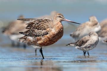 Bar Tailed Godwit in Australasia