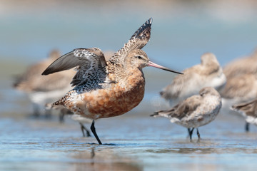 Bar Tailed Godwit in Australasia