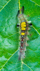 hairy caterpillar worm on the green leaf - 285385306