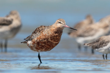 Bar Tailed Godwit in Australasia