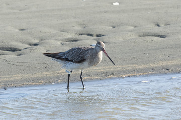 Bar Tailed Godwit in Australasia