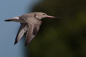 Bar Tailed Godwit in Australasia