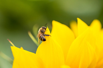 one honey been resting on the big petals of yellow sunflowers with blurry green background