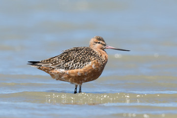 Bar Tailed Godwit in Australasia