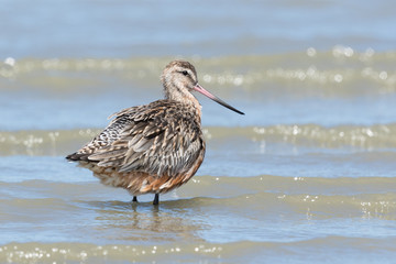 Bar Tailed Godwit in Australasia
