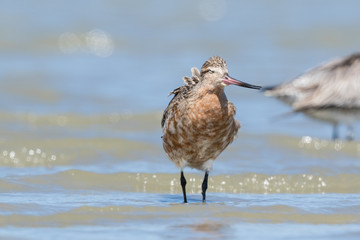 Bar Tailed Godwit in Australasia