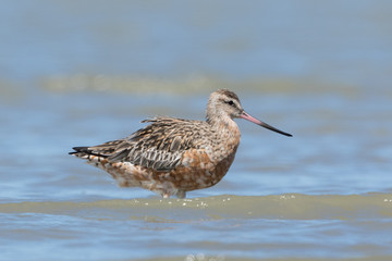 Bar Tailed Godwit in Australasia