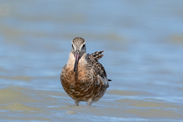 Bar Tailed Godwit in Australasia