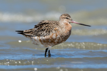 Bar Tailed Godwit in Australasia