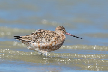 Bar Tailed Godwit in Australasia