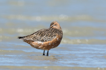 Bar Tailed Godwit in Australasia