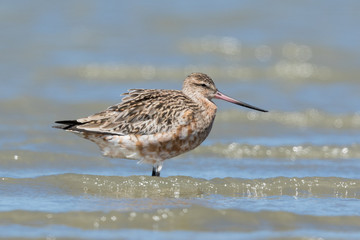 Bar Tailed Godwit in Australasia