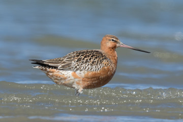 Bar Tailed Godwit in Australasia
