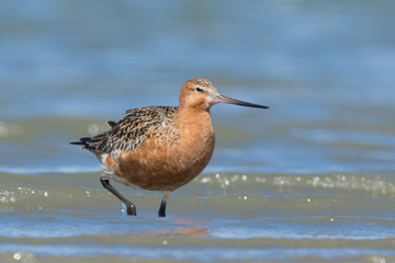 Bar Tailed Godwit in Australasia