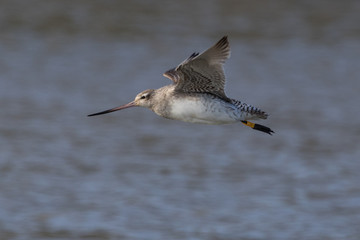 Bar Tailed Godwit in Australasia