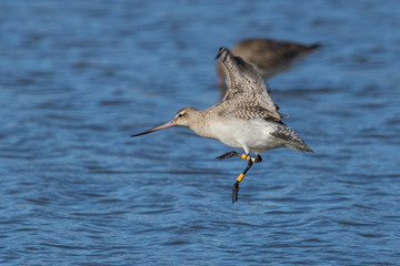 Bar Tailed Godwit in Australasia
