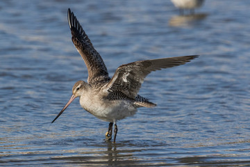Bar Tailed Godwit in Australasia
