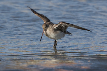 Bar Tailed Godwit in Australasia